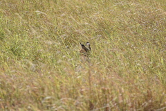 Leptailurus serval lipostictus
