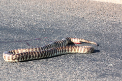 Aspidites melanocephalus