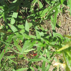 Oenothera rhombipetala