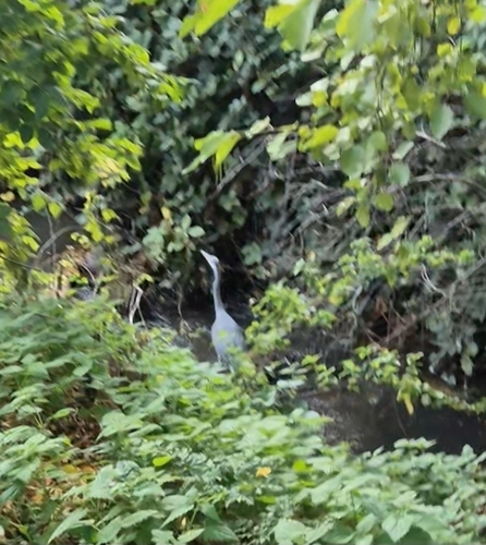 Grey Heron