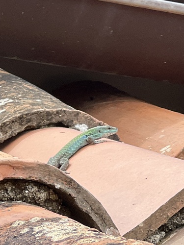 Italian Wall Lizard