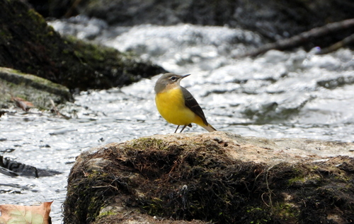 Grey Wagtail