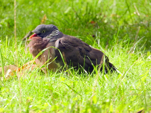 Common Wood-Pigeon