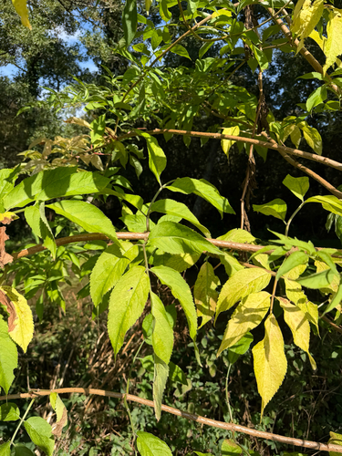 European black elderberry