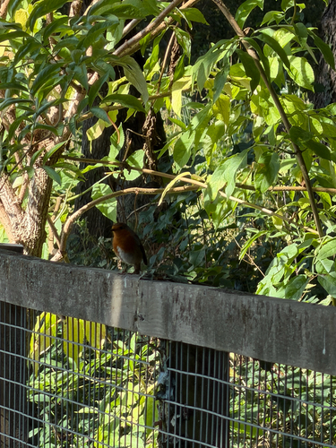 European Robin