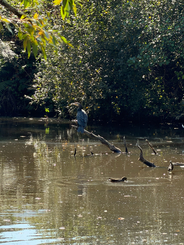 Great Cormorant
