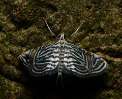Aulacodes
