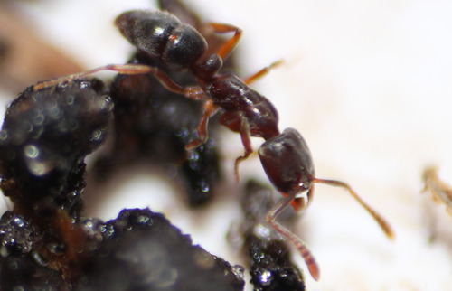Hypoponera opaciceps observed 2026-09-22