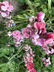 Matthiola incana