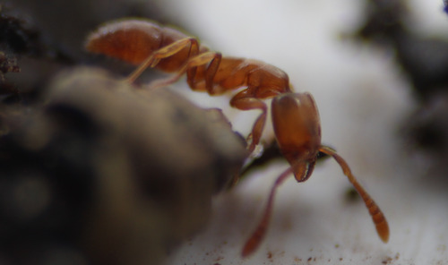 Hypoponera opaciceps observed 2026-09-22