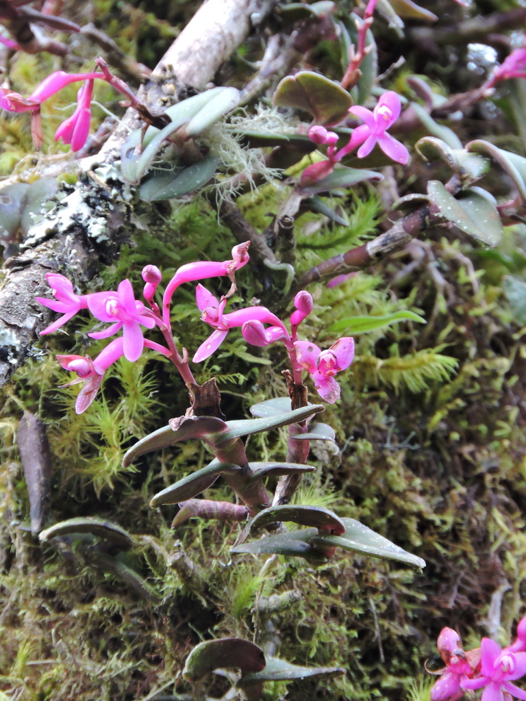Epidendrum quisayanum Schltr.
