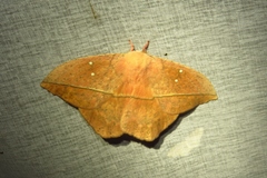 Lonomia rufescens