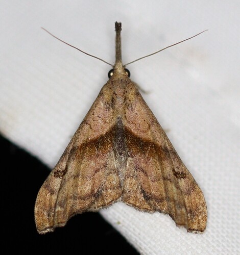 Dark-spotted Palthis Moth
