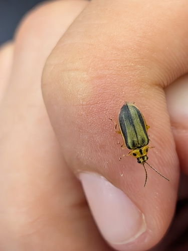 Elm Leaf Beetle