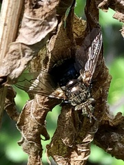 Epalpus