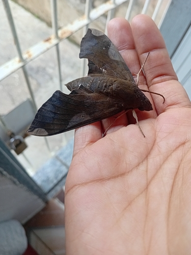 Pachylia syces