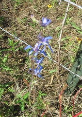 Delphinium carolinianum