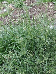 Spergula arvensis