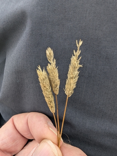 Phleum arenarium observed 2026-09-25