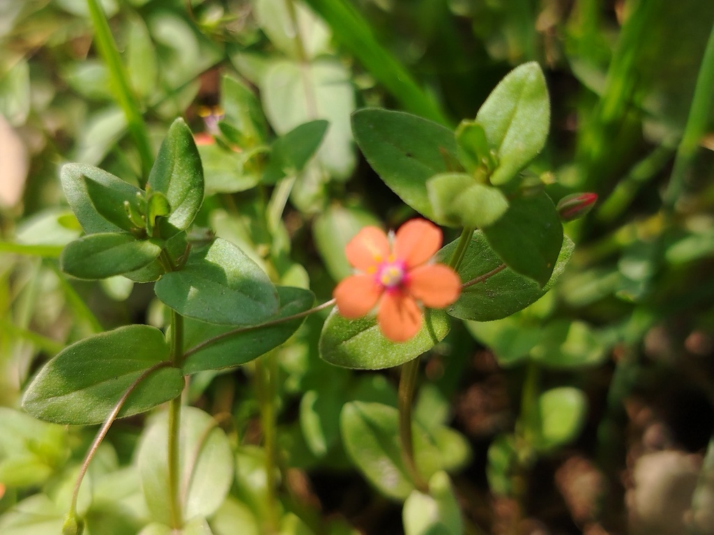 Lysimachia arvensis; photograph (c) Orzigul Anvarova, some rights reserved (CC BY)