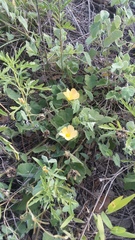 Malvastrum aurantiacum