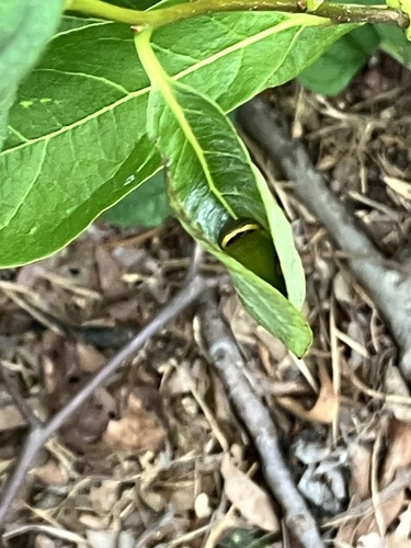 Spicebush Swallowtail