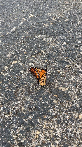 Monarch