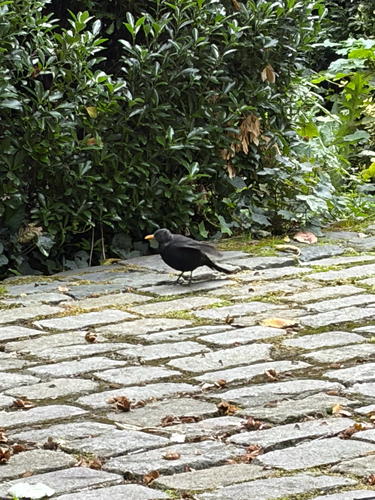 Eurasian Blackbird