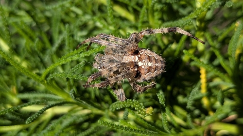 Cross Orbweaver