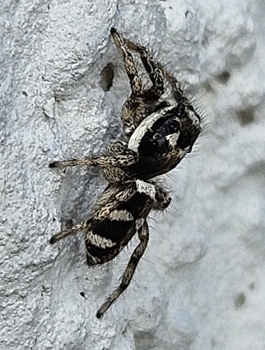 Zebra Jumping Spider