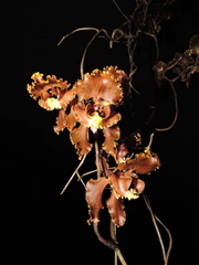 Cyrtochilum serratum