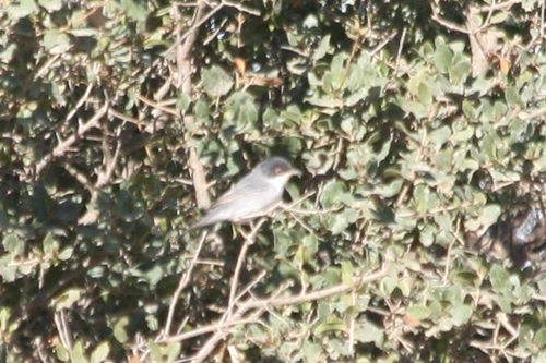 Sardinian Warbler