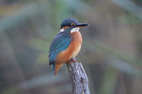 Common Kingfisher