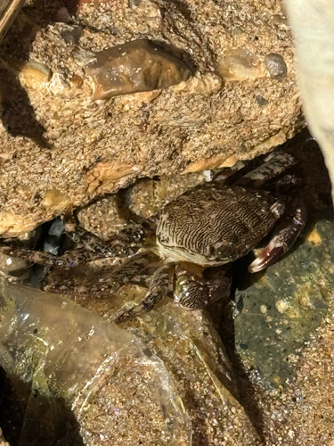 Marbled Crab