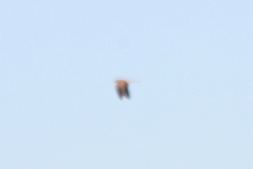 Eurasian Kestrel