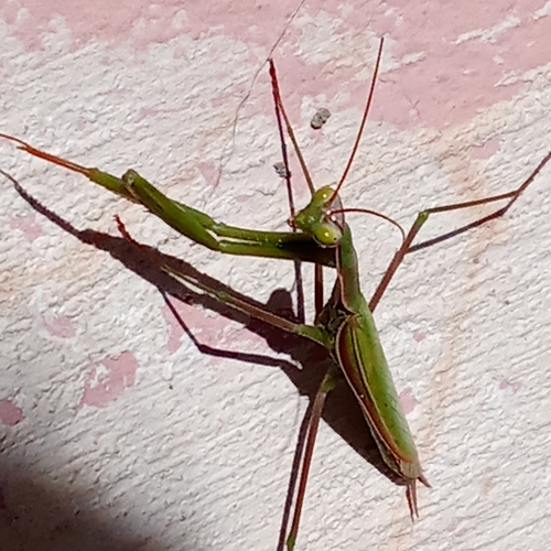 European Mantis