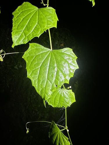 Zehneria mucronata observed 2026-09-25