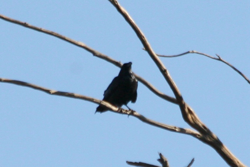 Common Raven