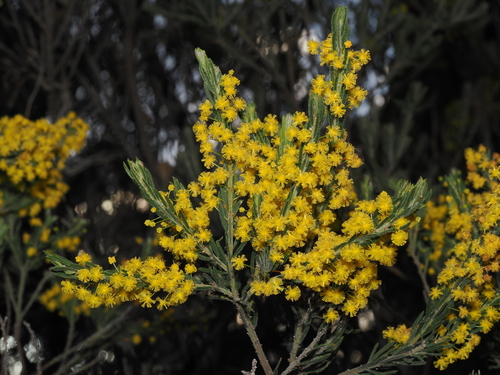 Acacia lineata, 2026-09-15