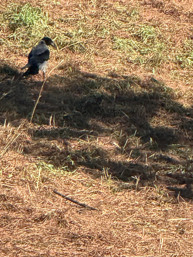 Hooded Crow