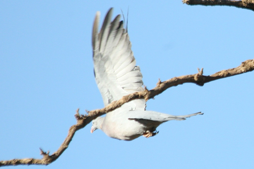 Common Wood-Pigeon