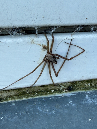 Giant House Spider