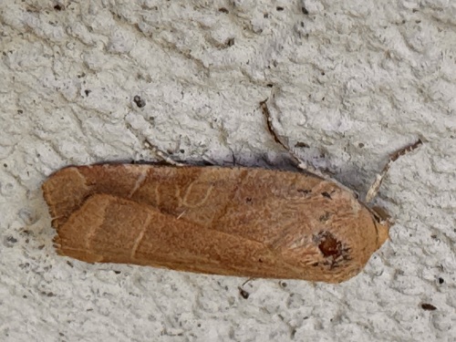 Broad-bordered Yellow Underwing