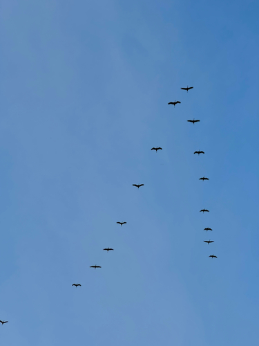 Common Crane