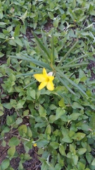 Talinum polygaloides