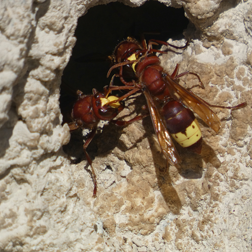 Oriental Hornet