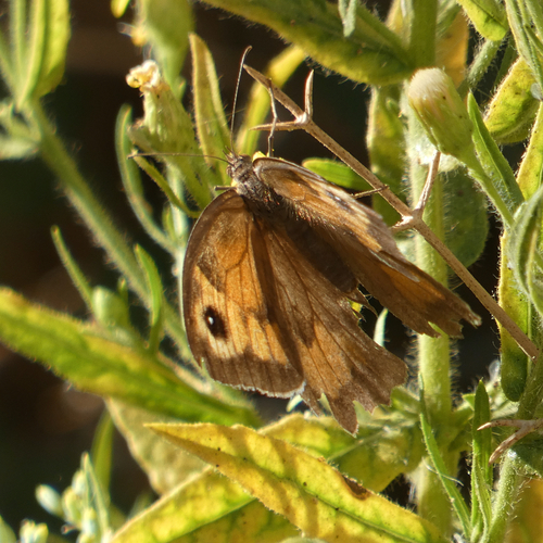 Meadow Brown
