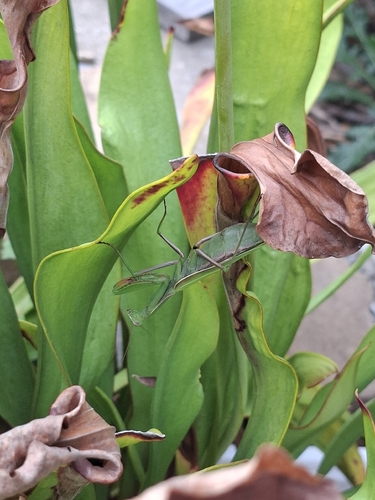 European Mantis