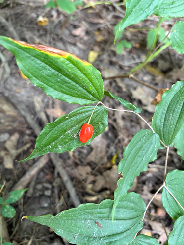 Prosartes lanuginosa, photograph 2
