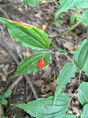 Prosartes lanuginosa, photograph author not stated, no rights reserved